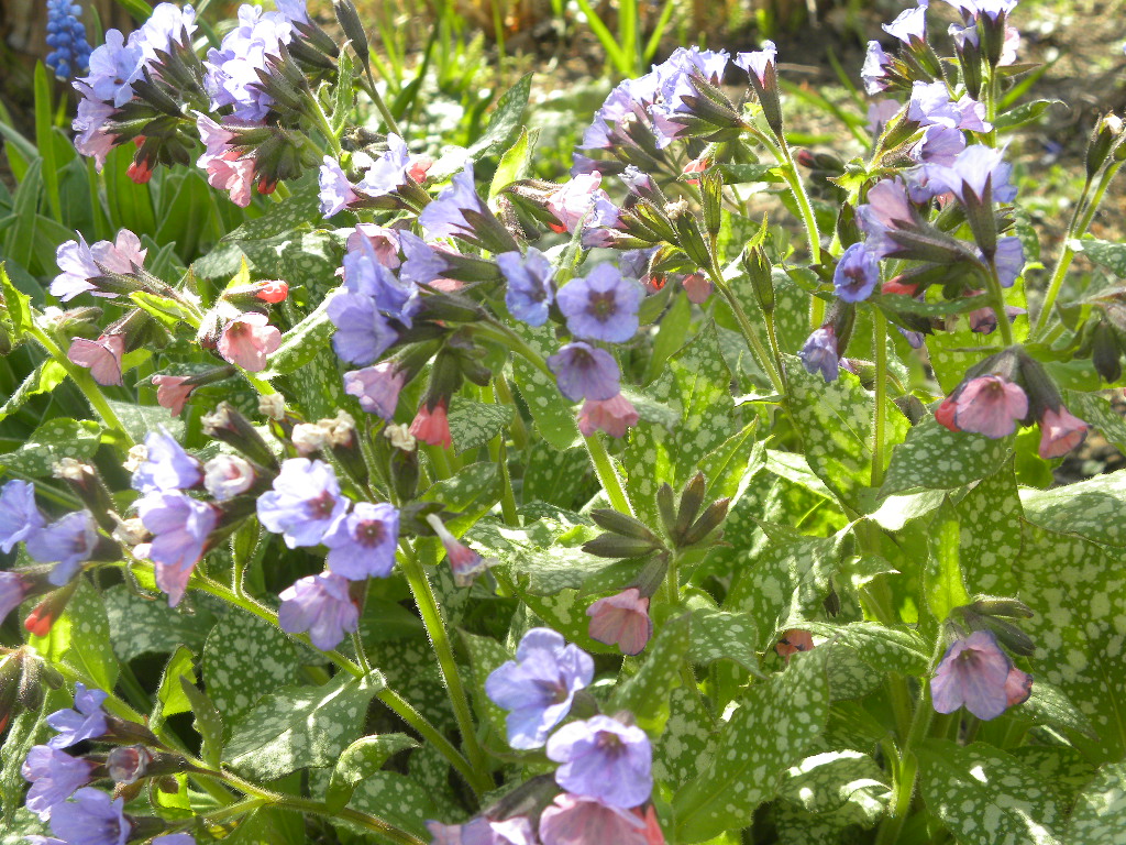 DSCN1098.JPG