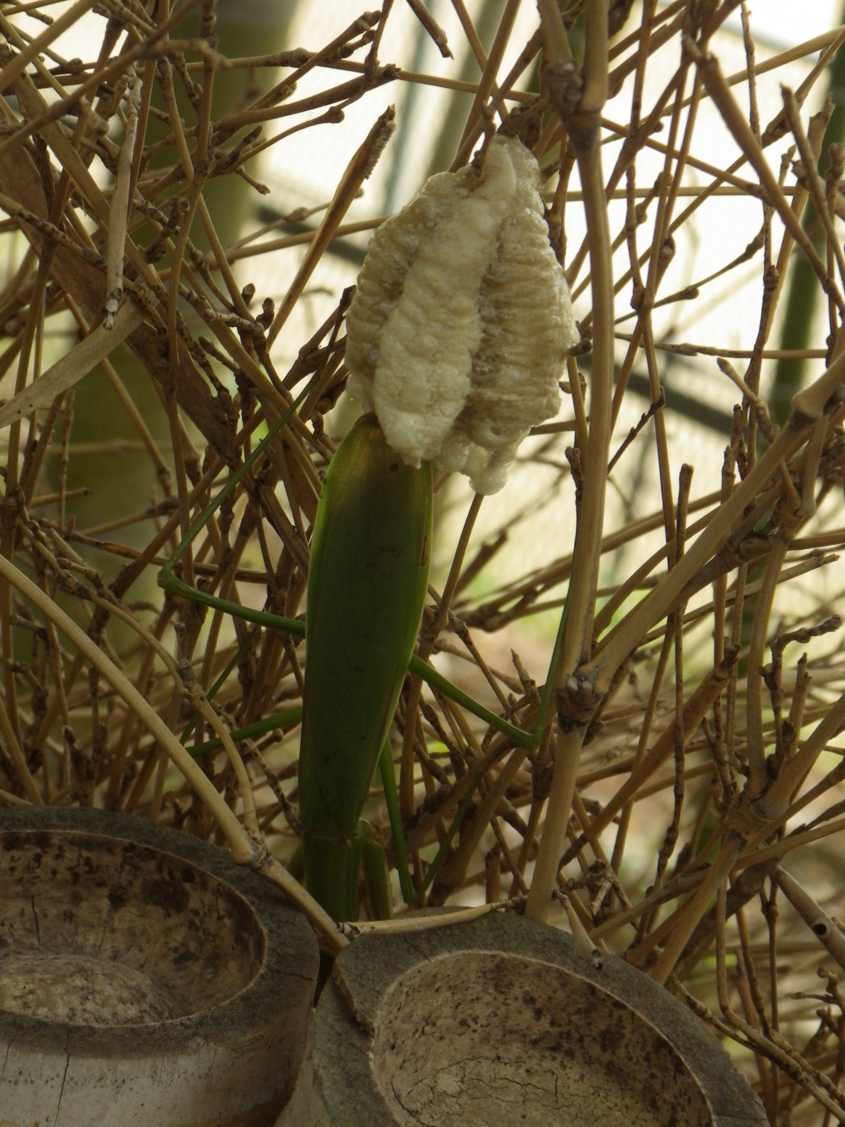 オオカマキリの産卵