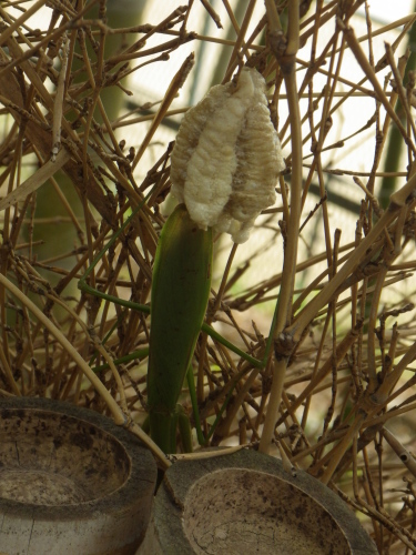 オオカマキリの産卵