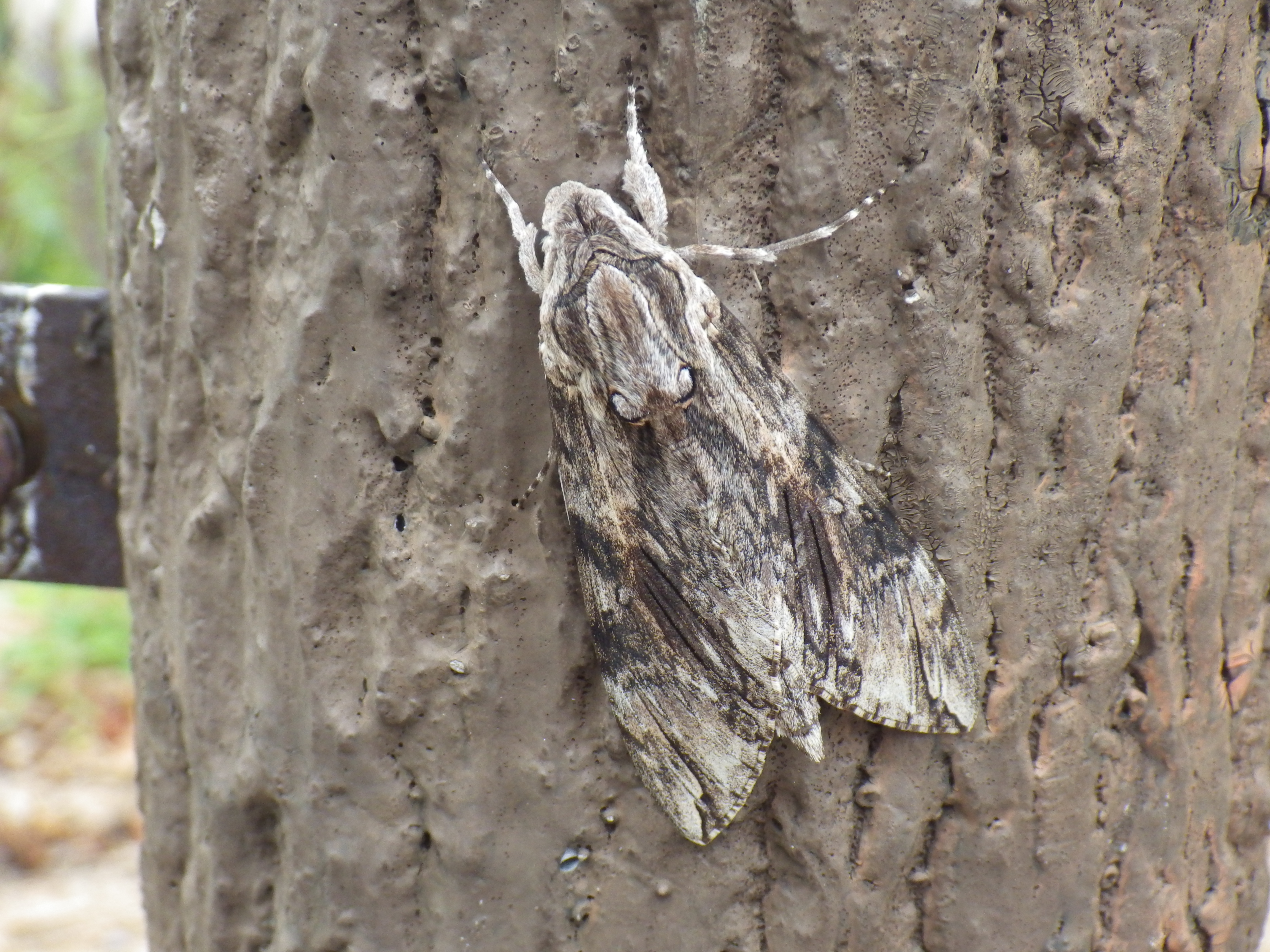 エビガラスズメ