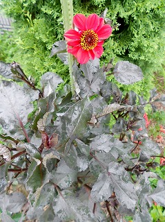 DSCN1462.jpg
