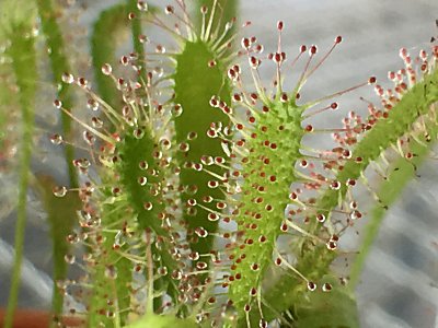 D.ｱﾝｸﾞﾘｶBCP6.jpg