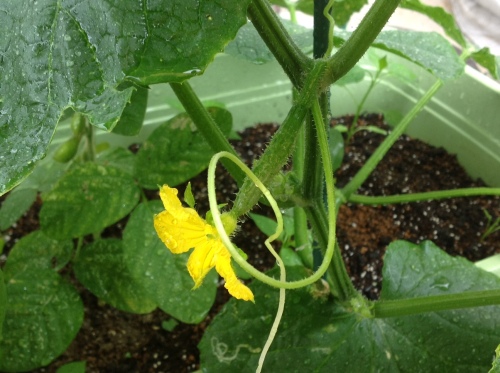 胡瓜の花が咲いた.jpg