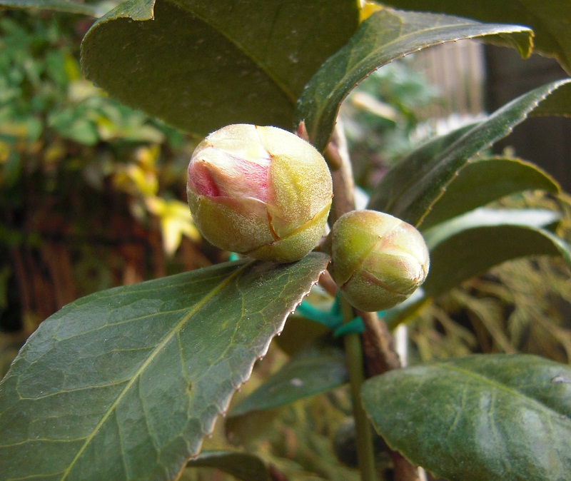 DSCN4027.JPG