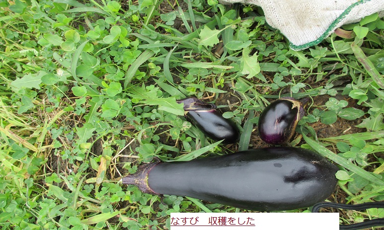 なすひ.JPG
