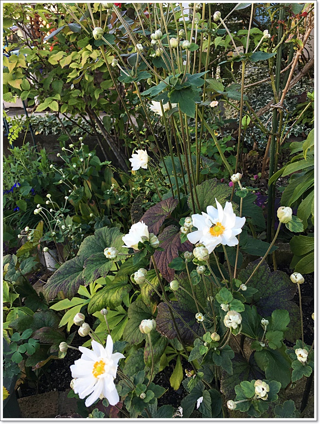 10月1日縦八重咲き秋明菊_5114.JPG