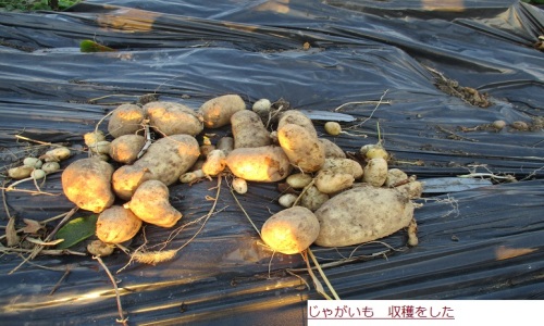 じゃがいも.JPG