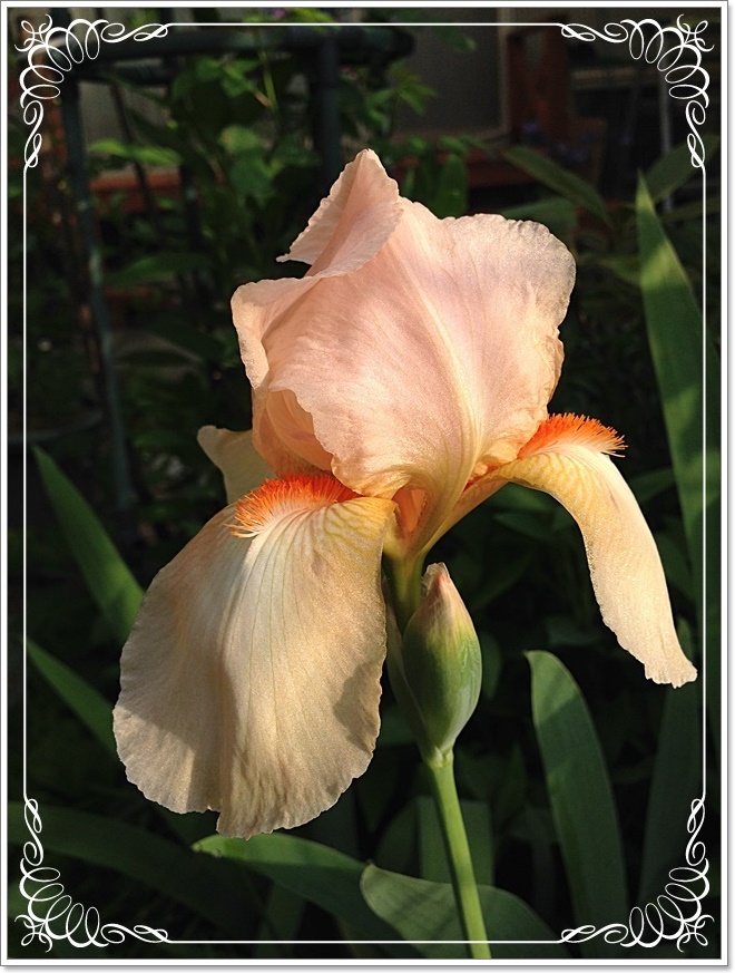 iPhone_2015-05-03_06-44-50.JPG