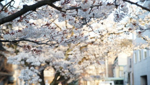 祇園　満開の桜.jpg