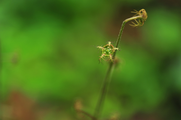 DSC_4491哨吶草.jpg