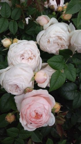 レースのようなピンク薔薇2018