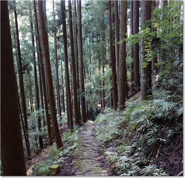 111こんな道です