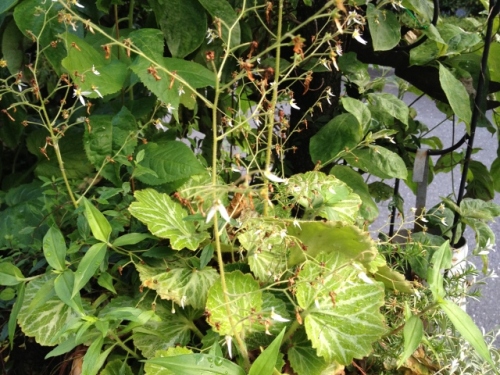 IMG_0466 (640x480).jpg