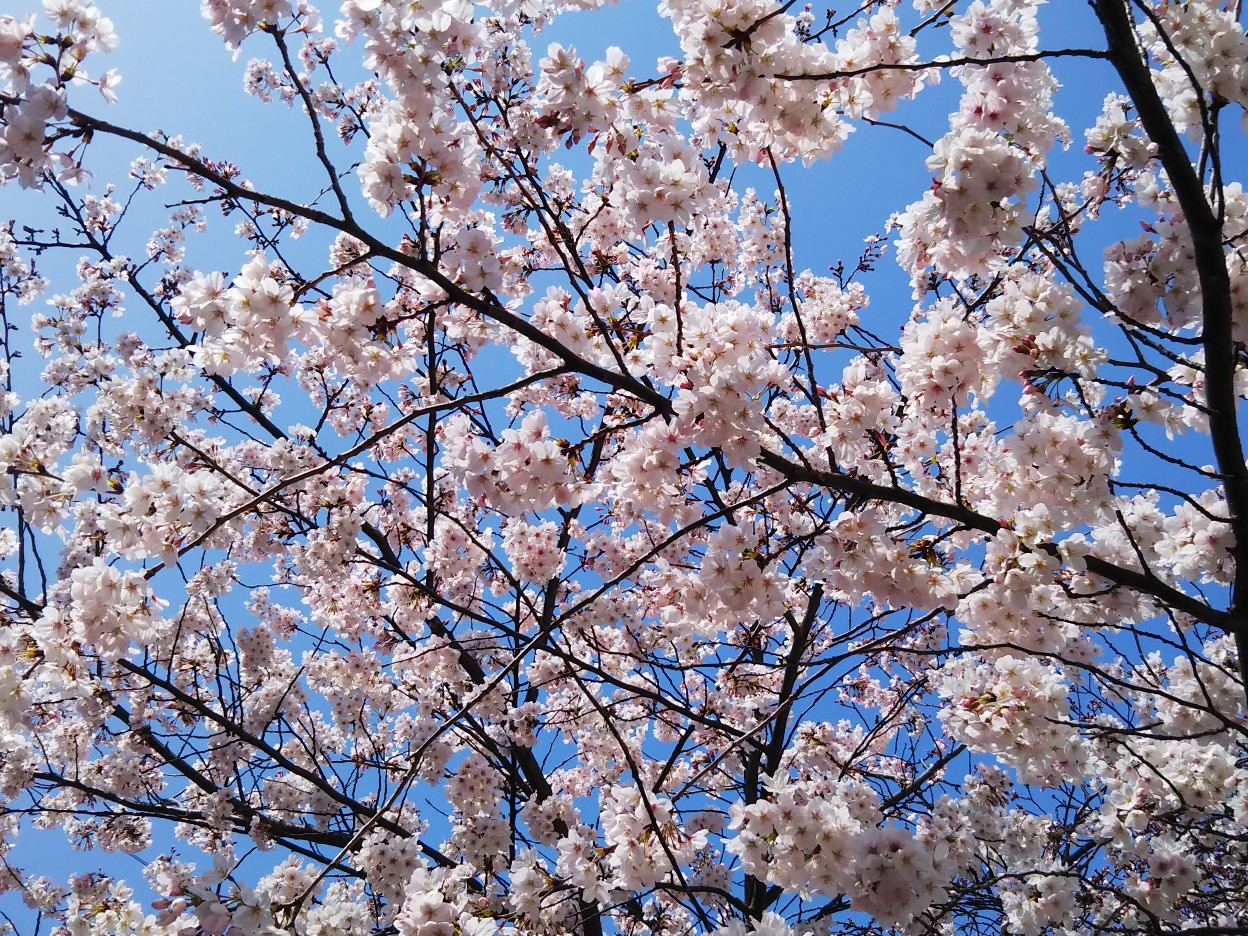 桜満開宣言の日のソメイヨシノ2022.jpg