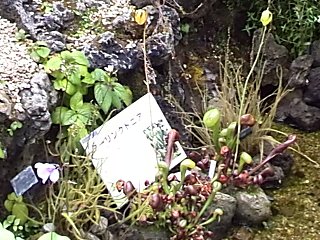 咲くやこの花館　高山性食虫植物.jpg