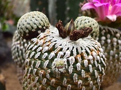 咲くやこの花館　　サボテン10.jpg