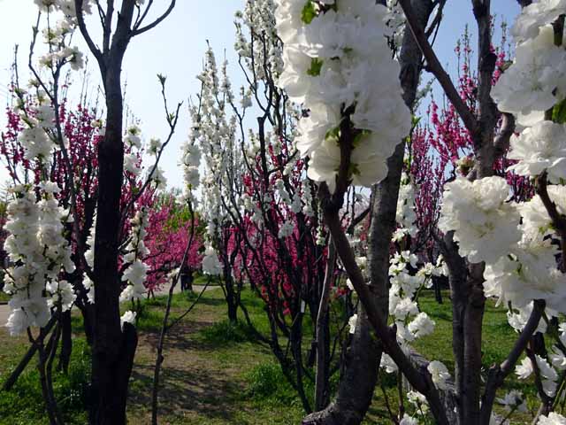 大阪城 　桃園 (18).JPG