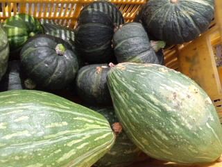 カボチャ豊作2017