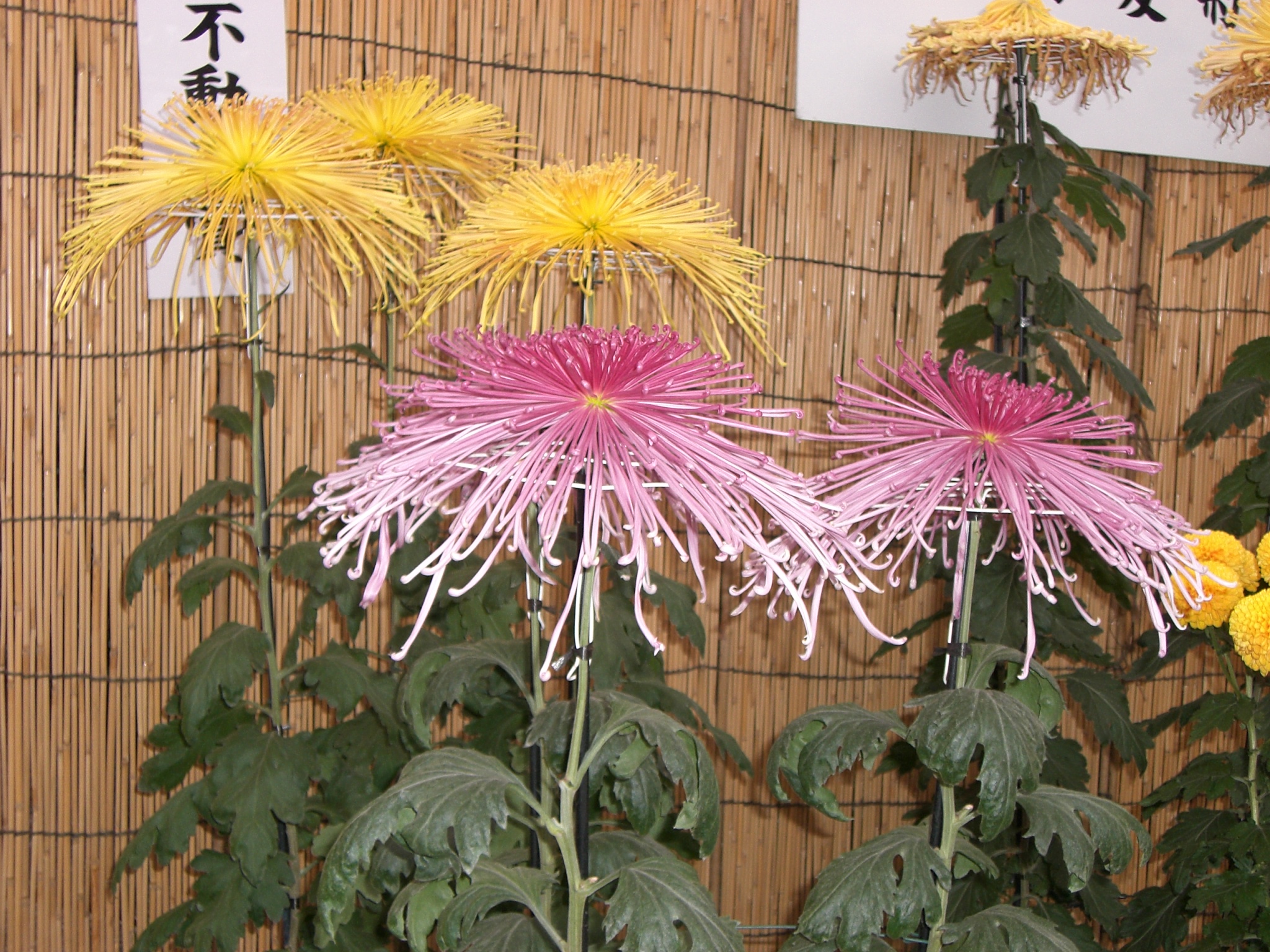 高幡不動尊 027.JPG