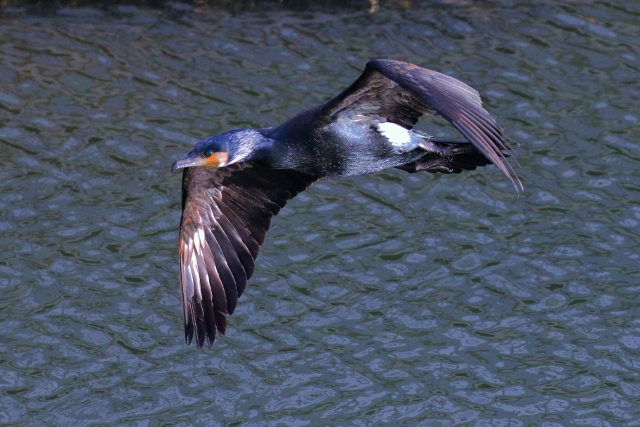 P95A5138 (640x427).jpg