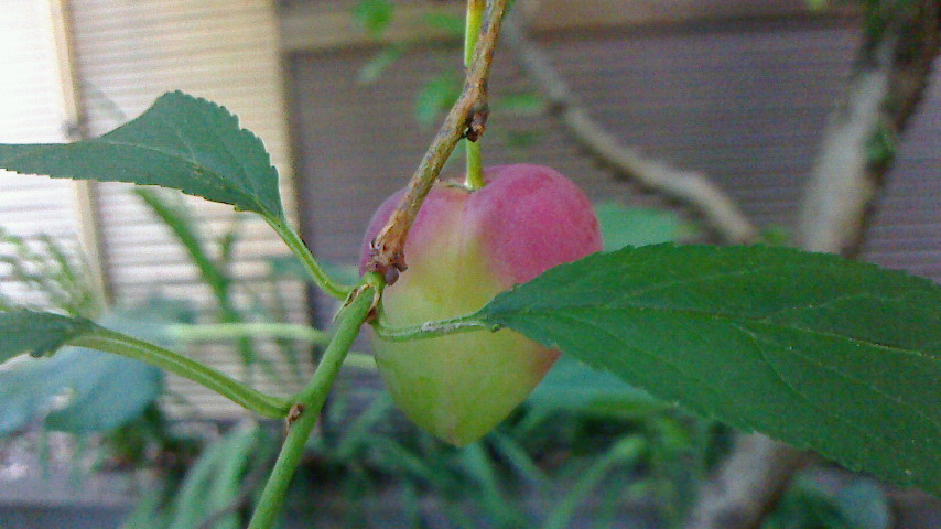 NEC_0081.JPG