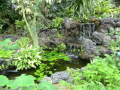 温室内の池.JPG
