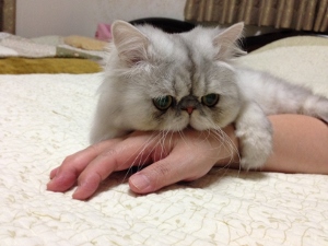 20140914013535589 (300x225).jpg