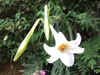 白い百合開花2016