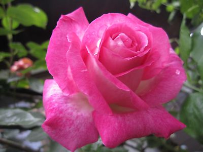 IMG_ed24.JPG
