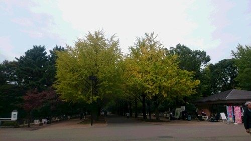 公園の銀杏１.JPG