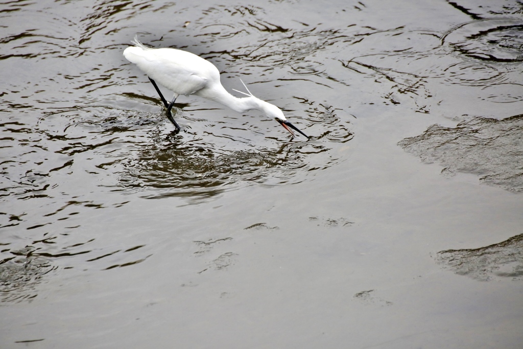 B97A1885 (1024x683).jpg