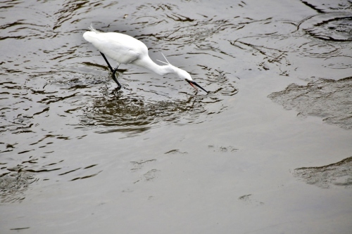 B97A1885 (1024x683).jpg