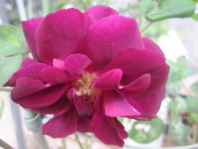 IMG_rui103.JPG