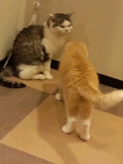 猫同士の噂話2016