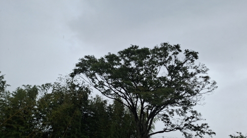 IMG_20250531_111639.jpg