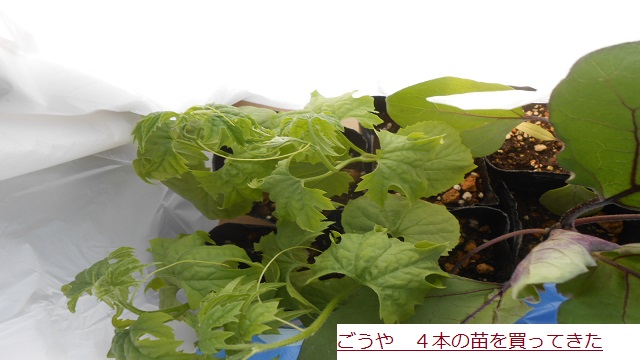 ごうや.JPG