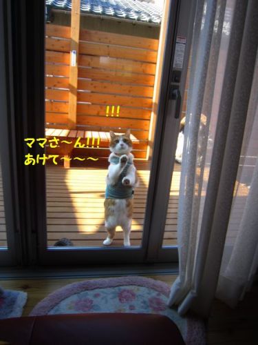 猫７.jpg