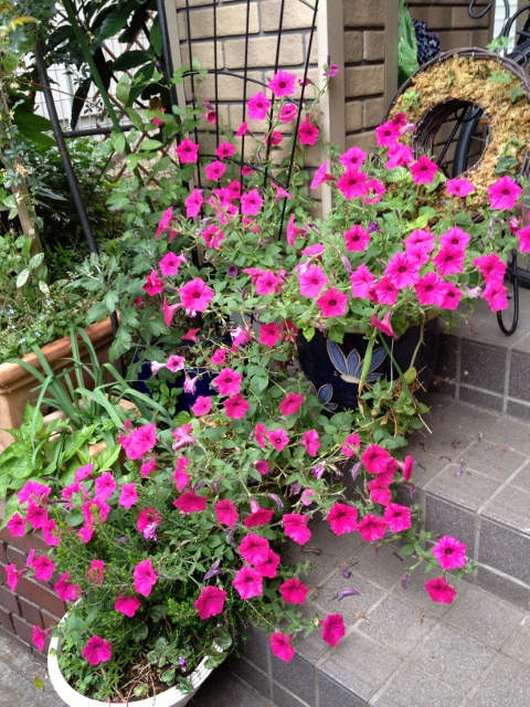 IMG_9205 (480x640).jpg