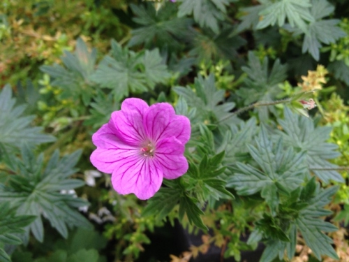 IMG_9179 (640x480).jpg