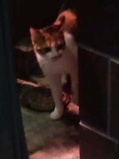 三毛猫ひょっこり2014＜5＞