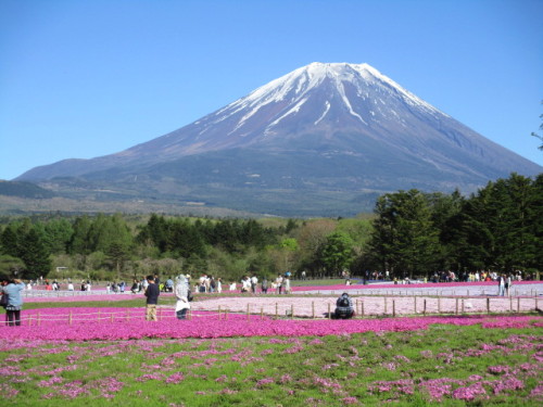 富士山と芝桜