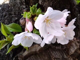 幹に咲く桜2017