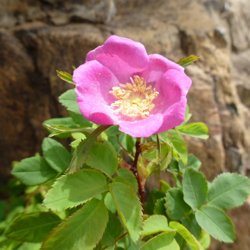 笠ケ岳の花201307097.jpg