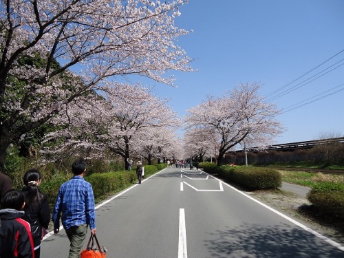 熊本大津の桜（2012年4月1日）