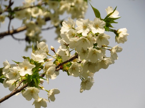 白い桜（七瀬川公園）9351.jpg