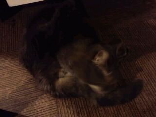 テーブルの下の暗がりに灰色猫2017