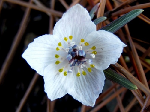早春の節分の頃に花が咲くことから名付けられたセツブンソウの花 自然観察の振返り 23 キンポウゲ科の植物 第14回 しろうと自然科学者の自然観察日記 楽天ブログ