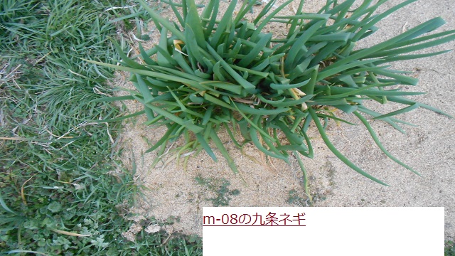 ねぎ.JPG
