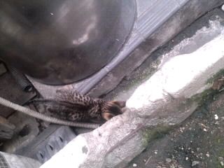 子猫ビクビク2017