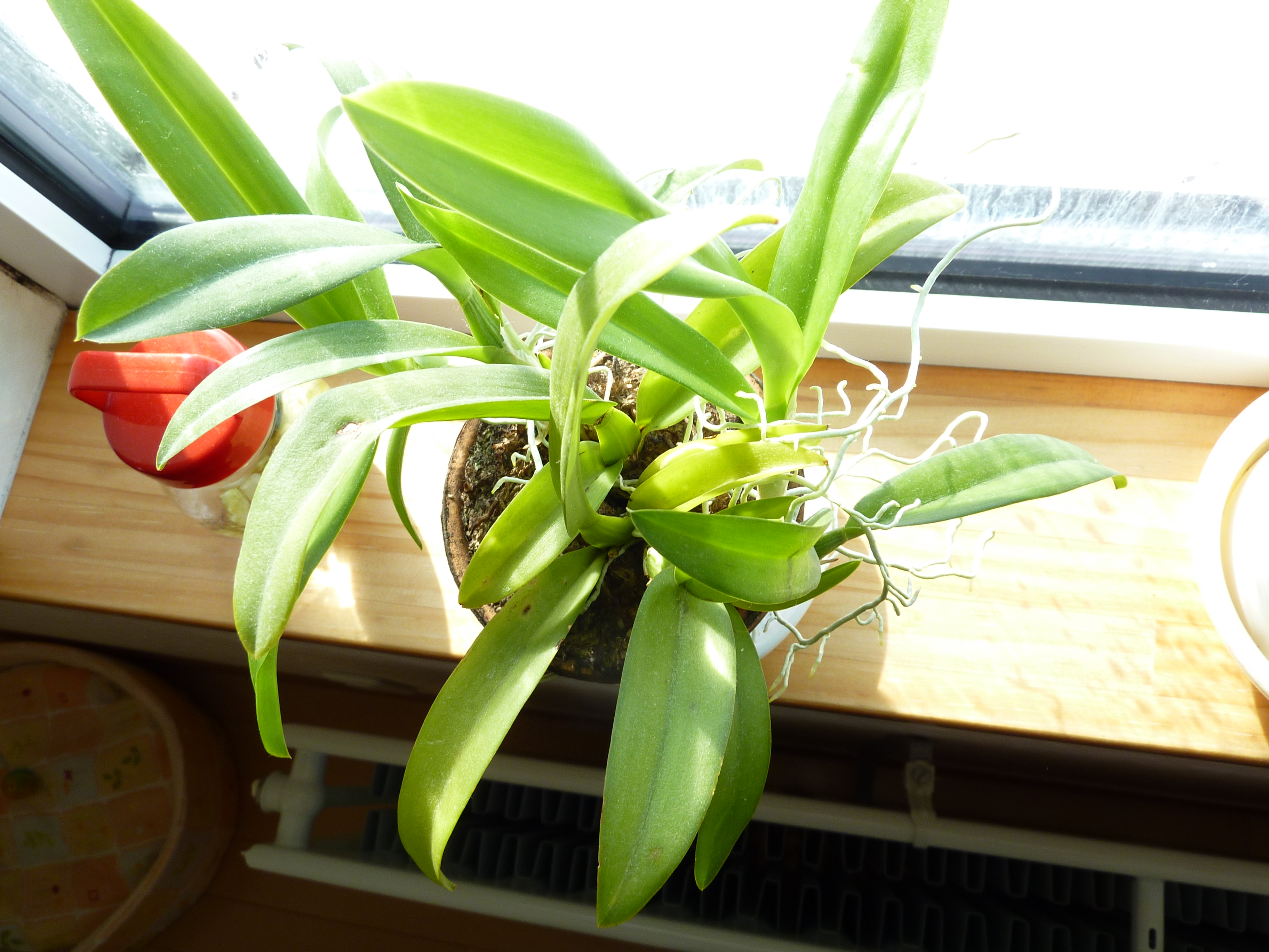 ホーエアラ　ラババースト